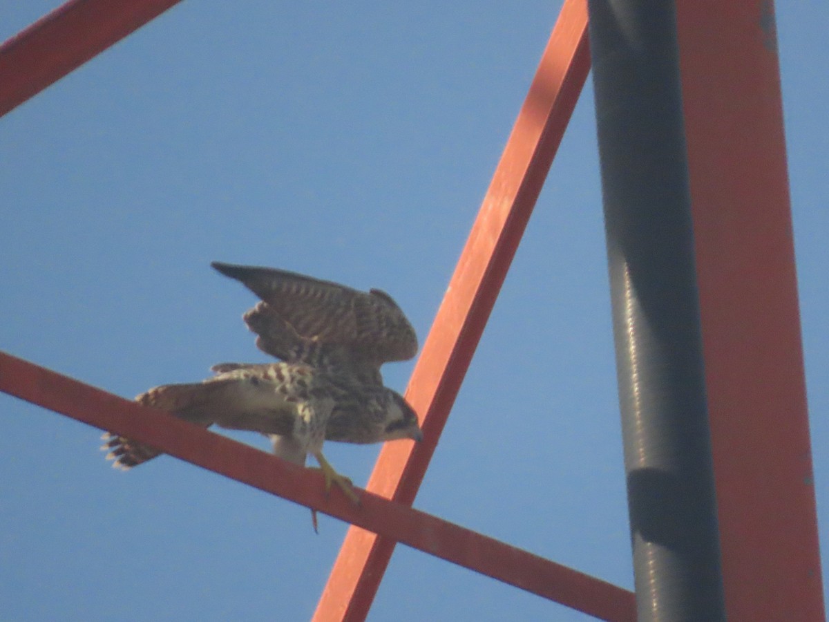 Peregrine Falcon - ML647417818