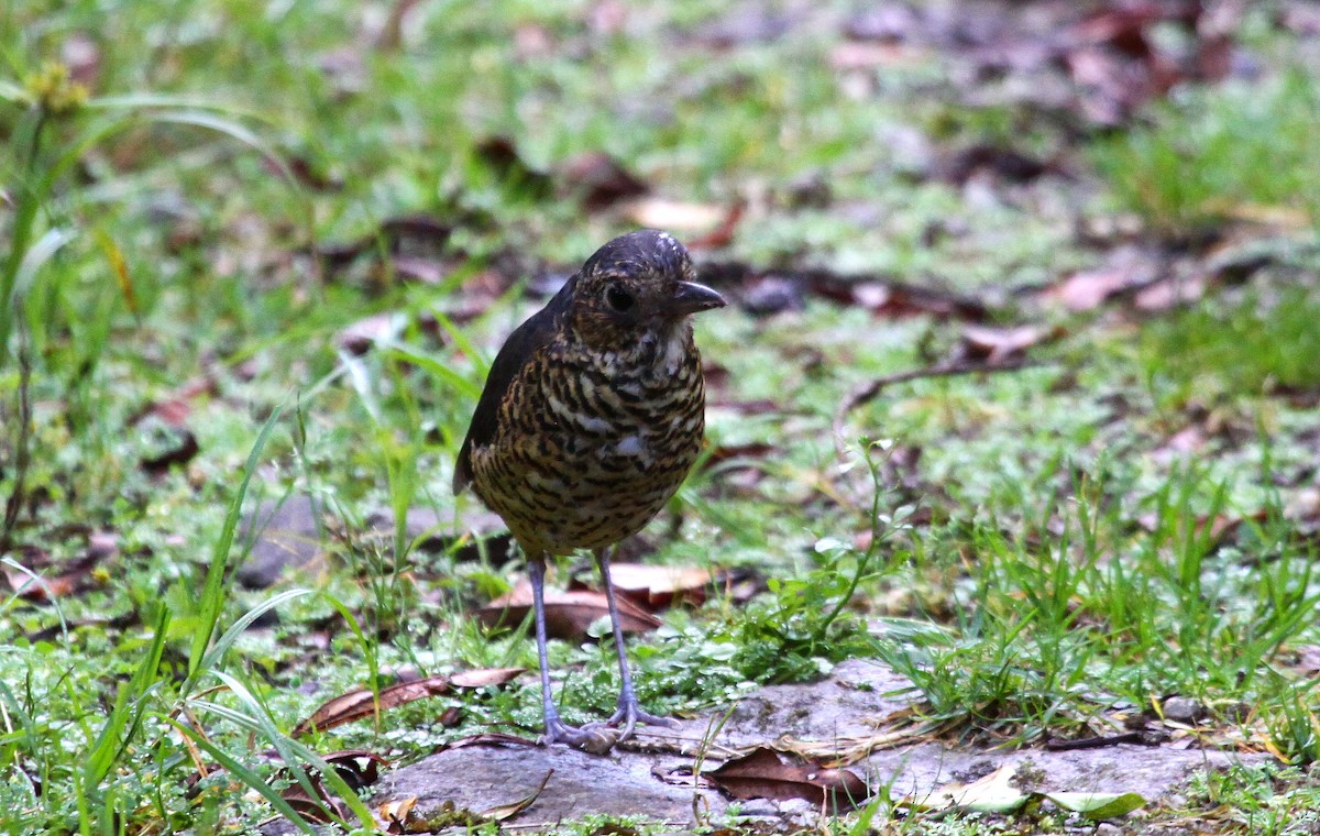 skjellmaurpitta - ML647417848