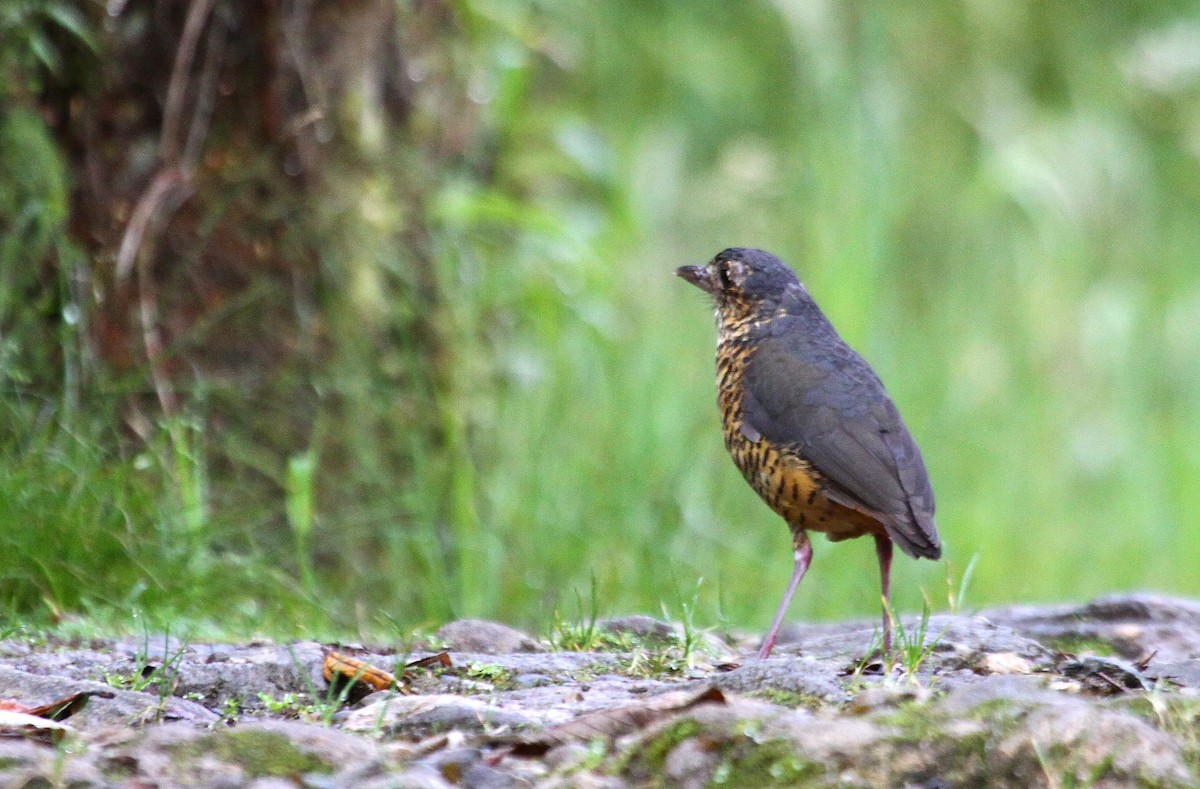 skjellmaurpitta - ML647417849