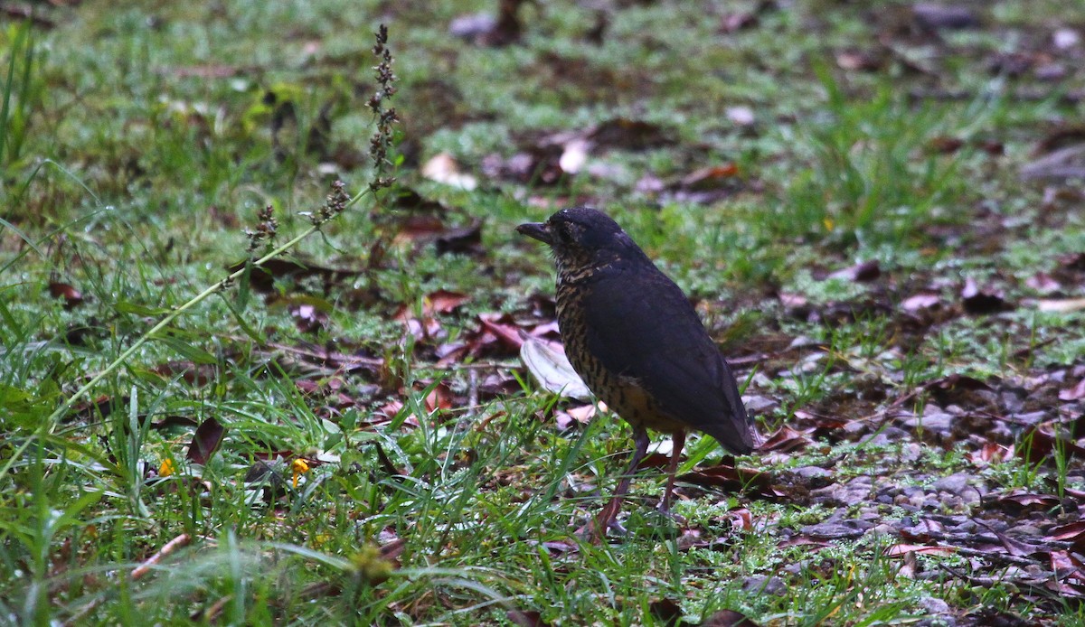 skjellmaurpitta - ML647417850