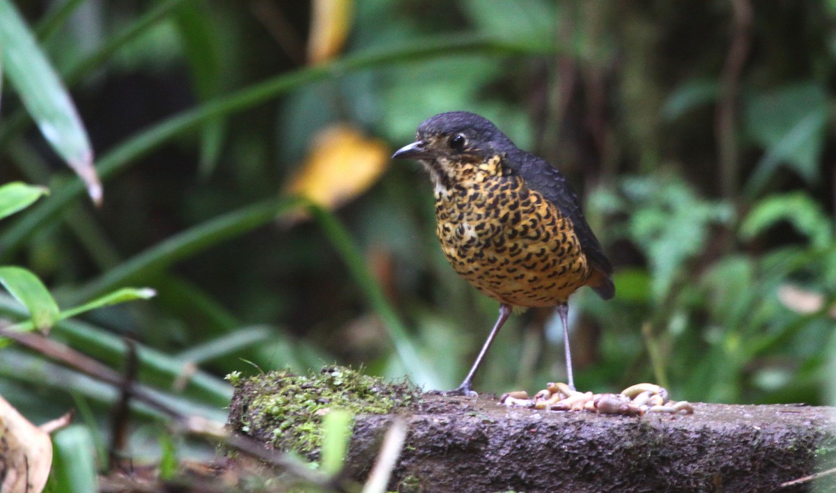 skjellmaurpitta - ML647417852