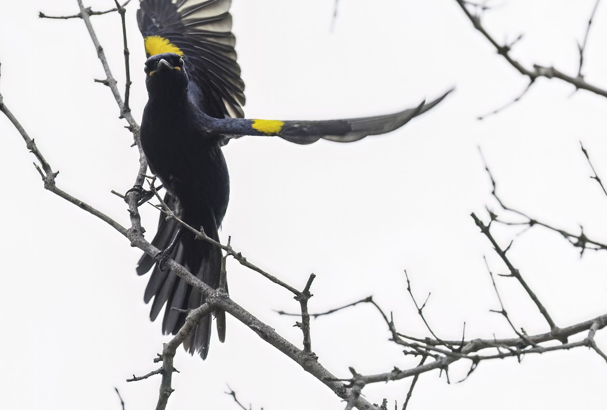 Black Cuckooshrike - ML647417853
