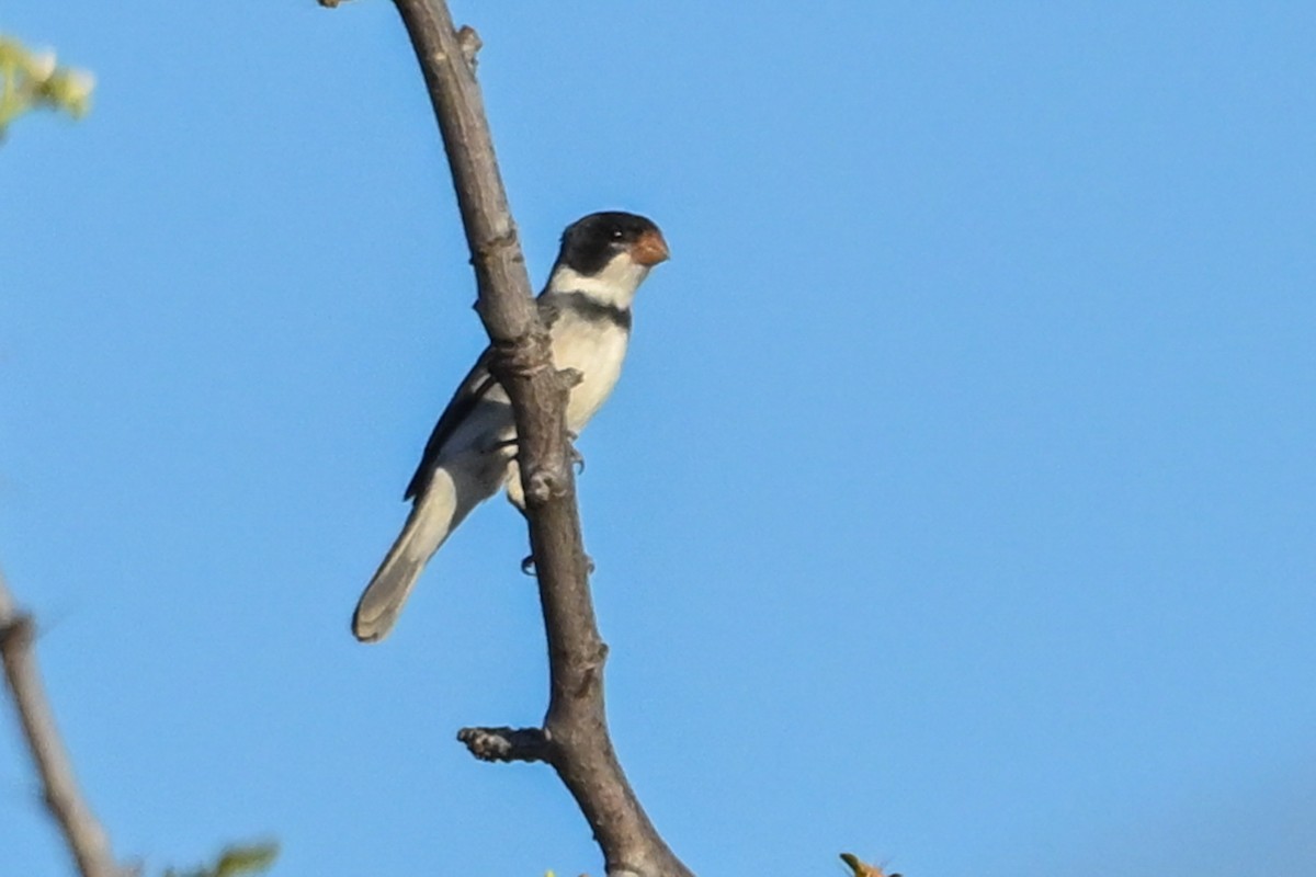 White-throated Seedeater - ML647417869