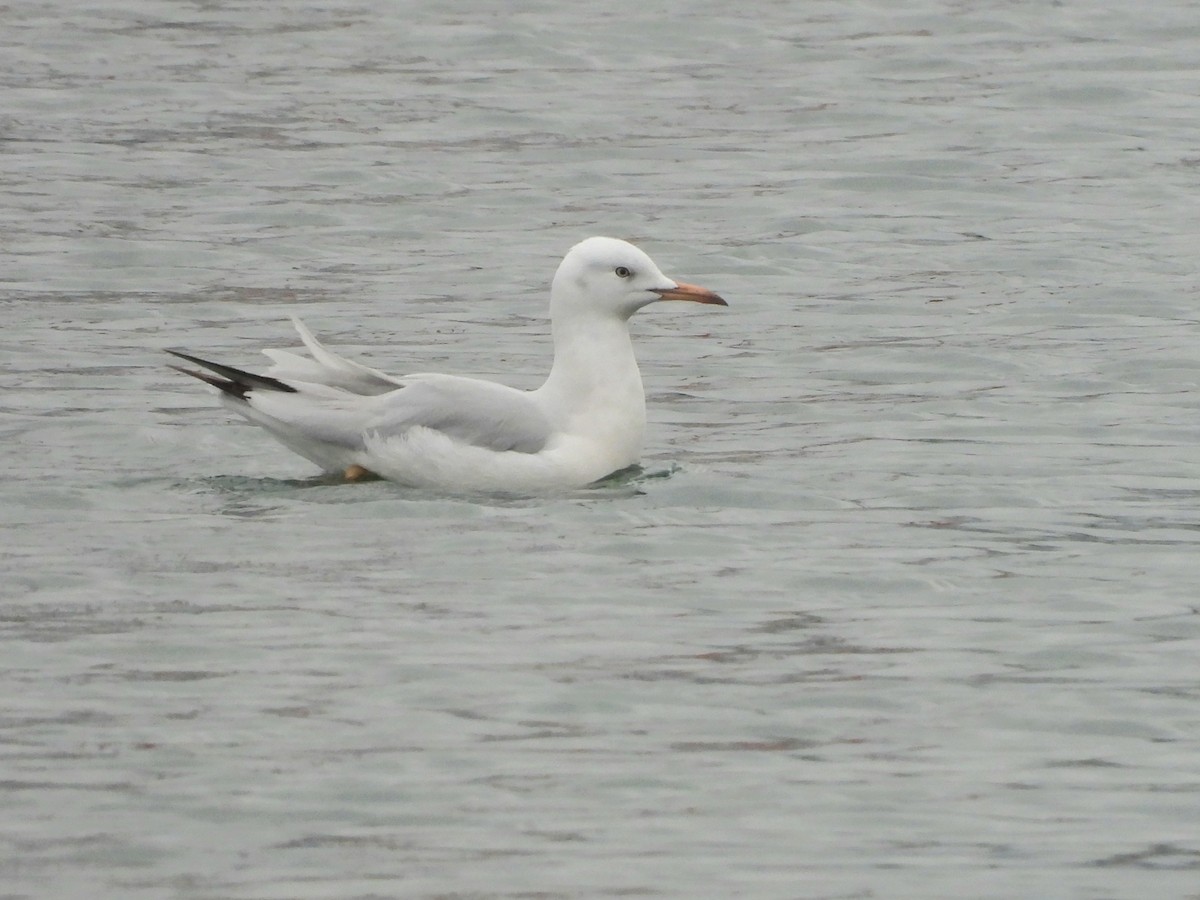 Slender-billed Gull - ML647417874