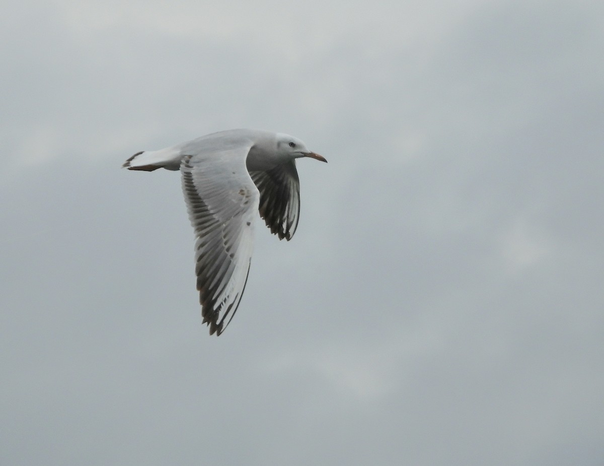 Slender-billed Gull - ML647417877