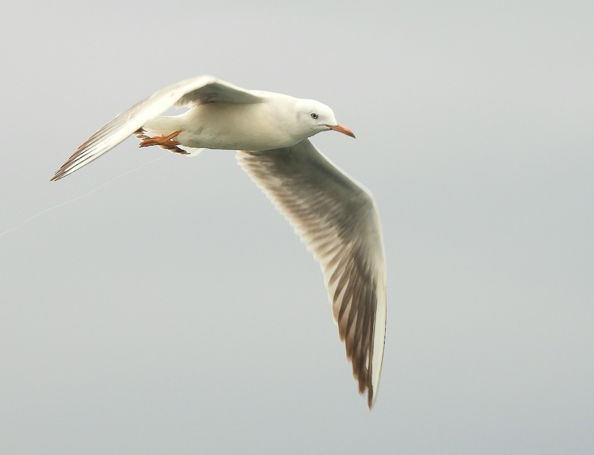 Slender-billed Gull - ML647417878