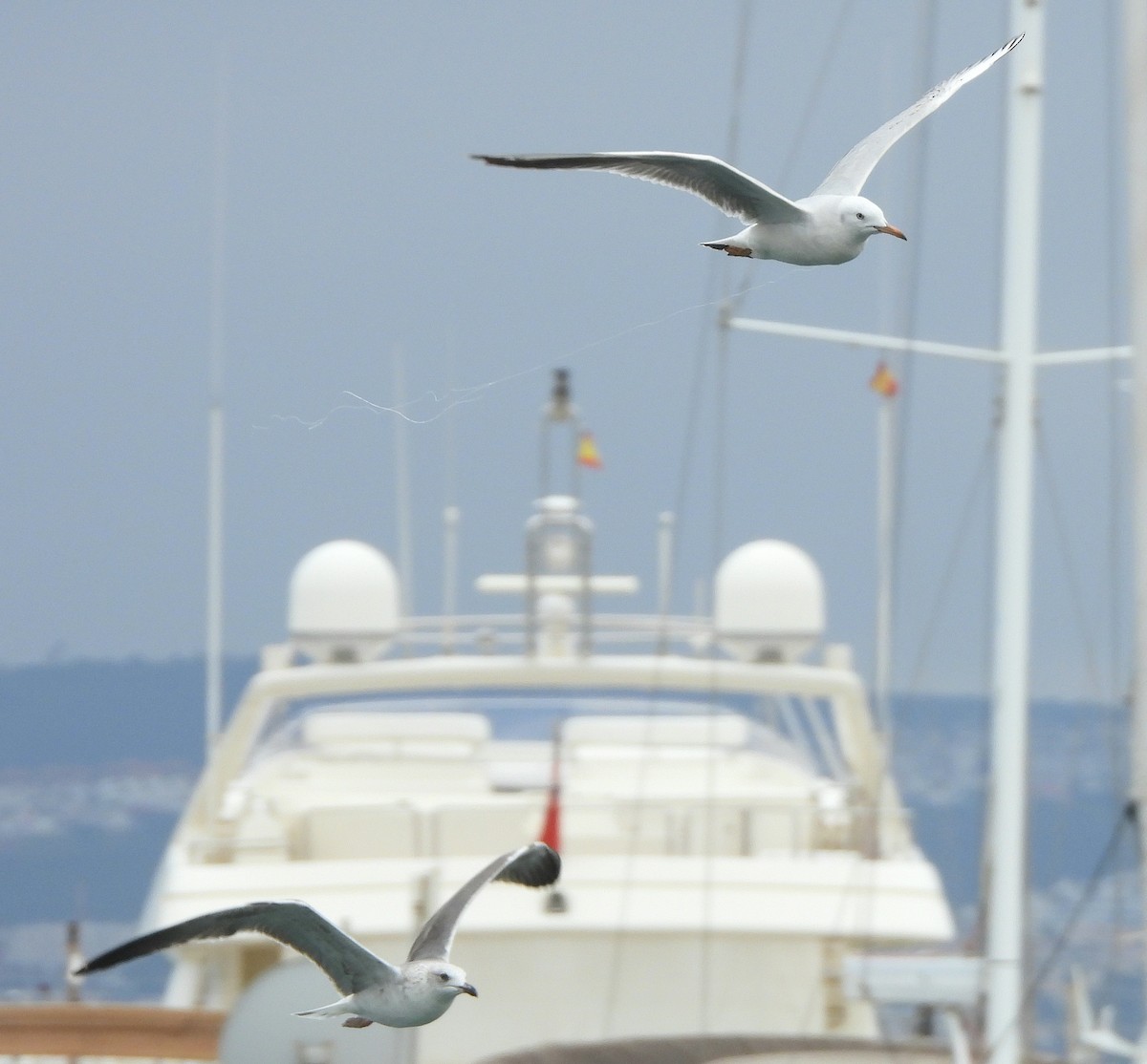 Slender-billed Gull - ML647417879