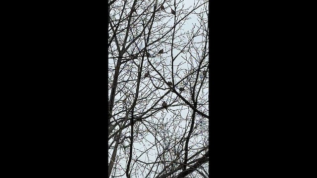 Плачущая горлица - ML647417939