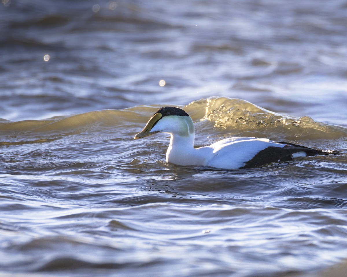 Eiderente - ML647417943