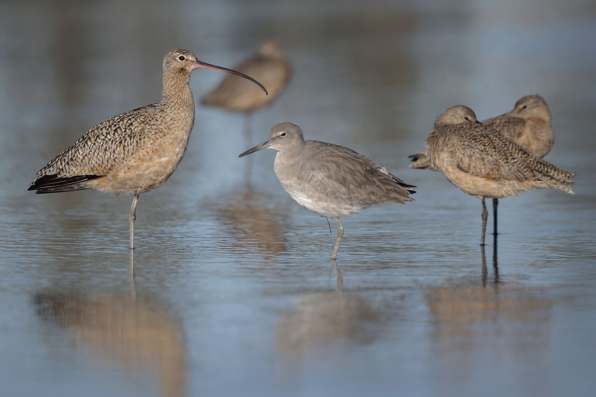 Кульон американський - ML647417952