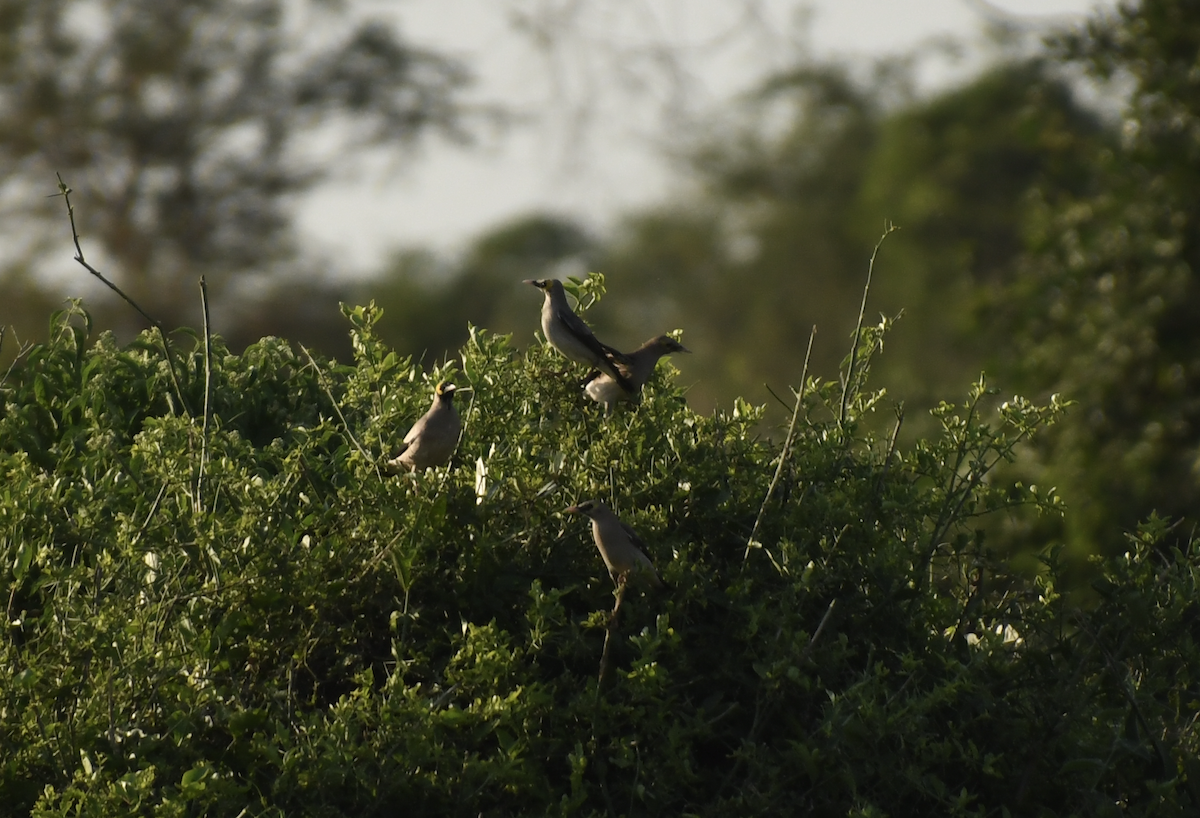 Wattled Starling - ML647417955