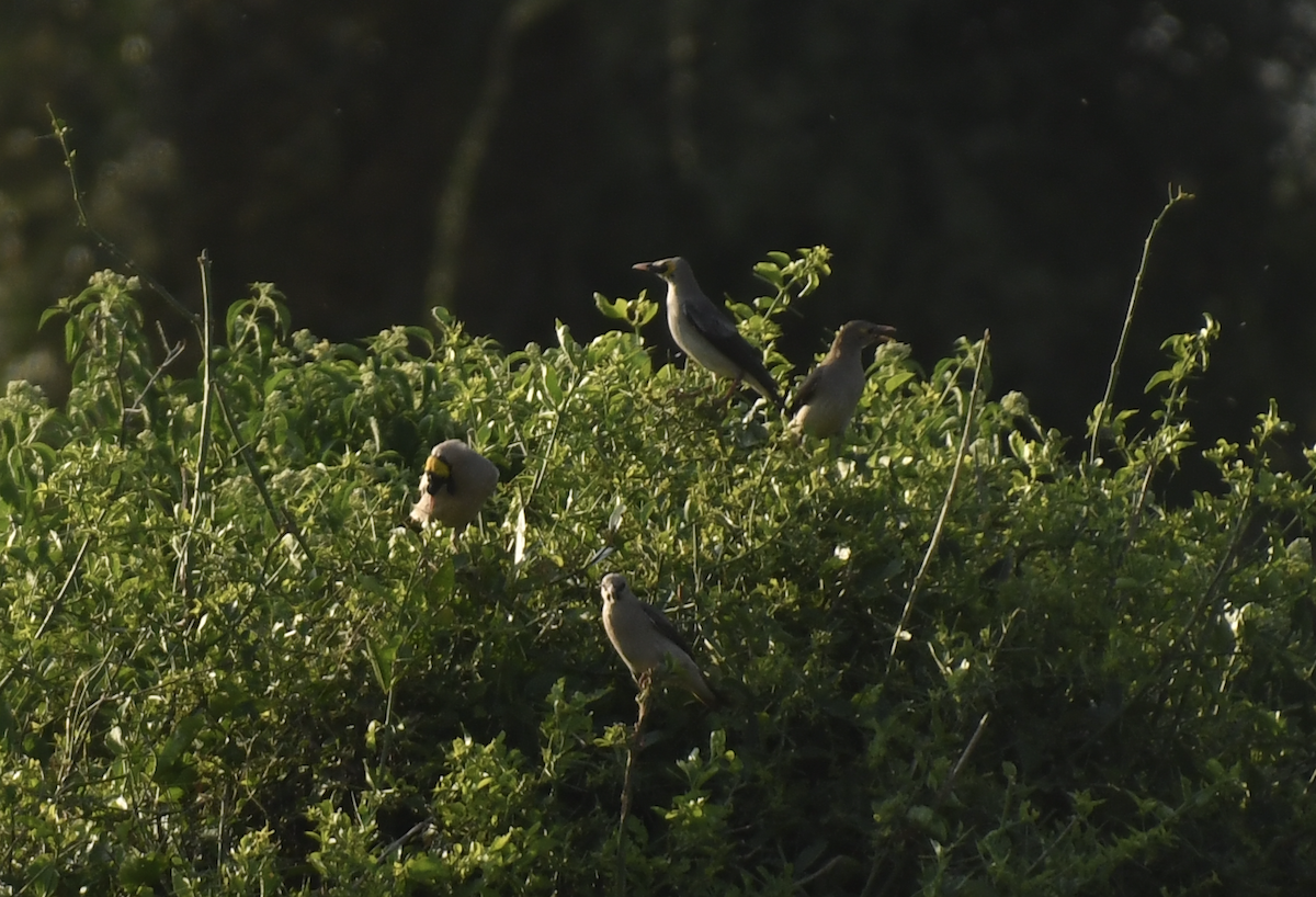 Wattled Starling - ML647417956