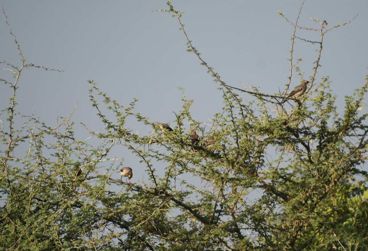 Wattled Starling - ML647417958
