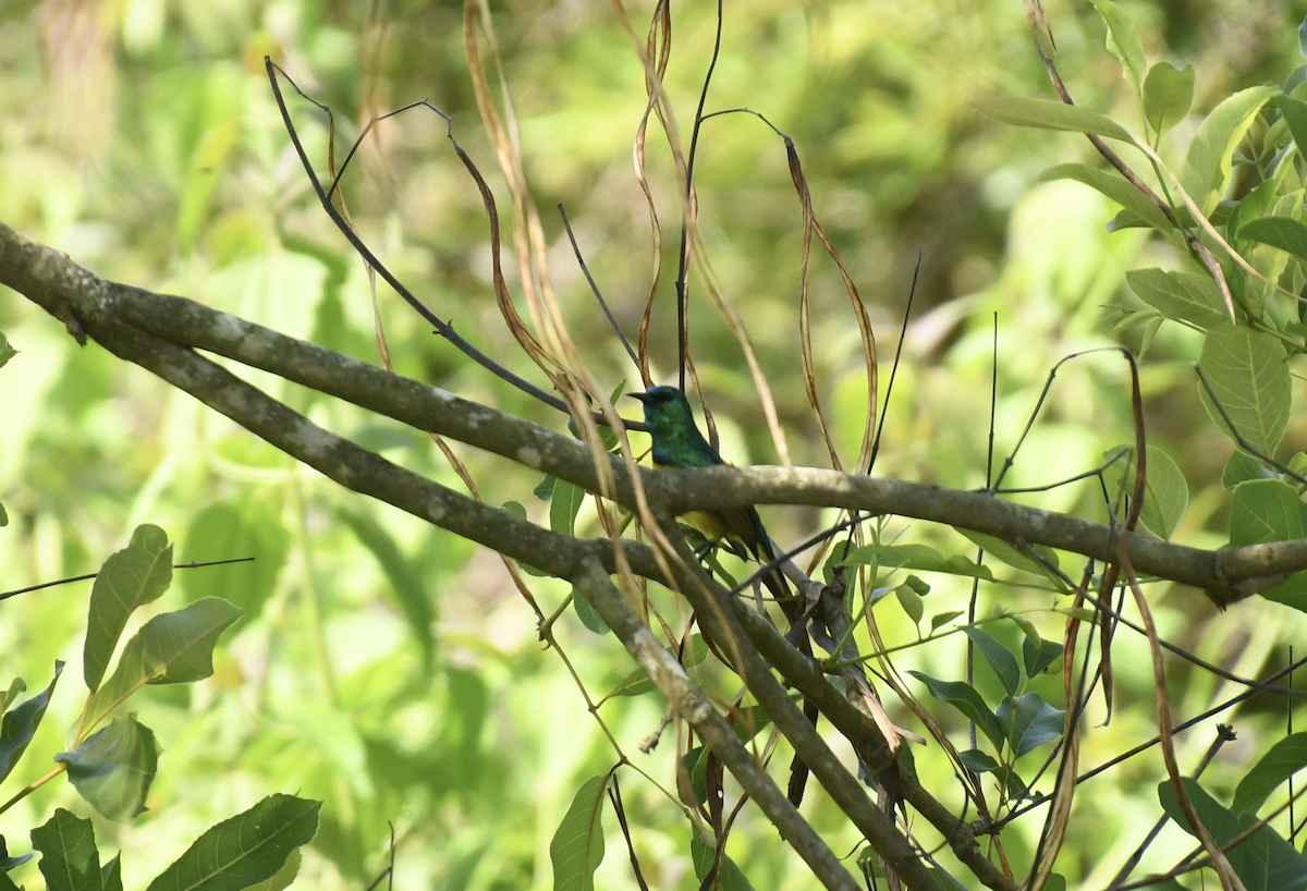 Саїманга зеленовола - ML647417975