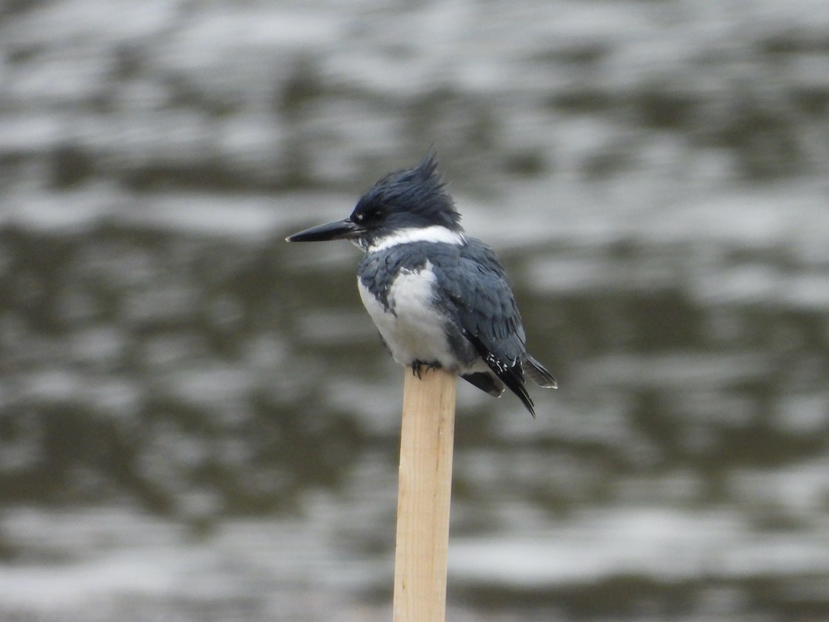 Kuşaklı Yalıçapkını - ML647417978