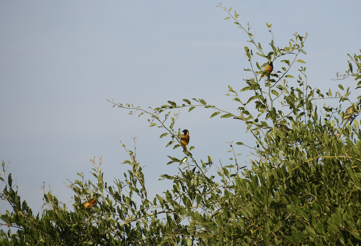 Black-headed Weaver - ML647417994