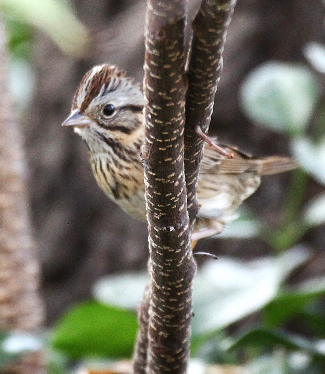 Lincoln's Sparrow - ML647417999