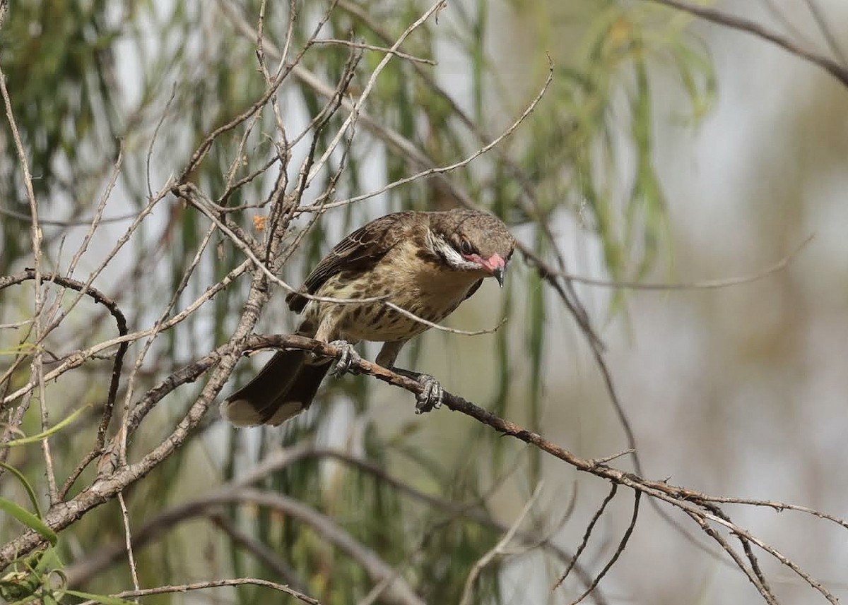 Diken Yanaklı Balkuşu - ML647418031