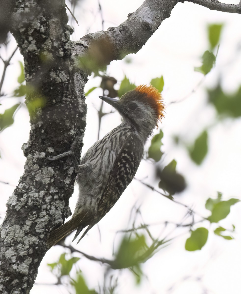 Pito Cardenal - ML647418035