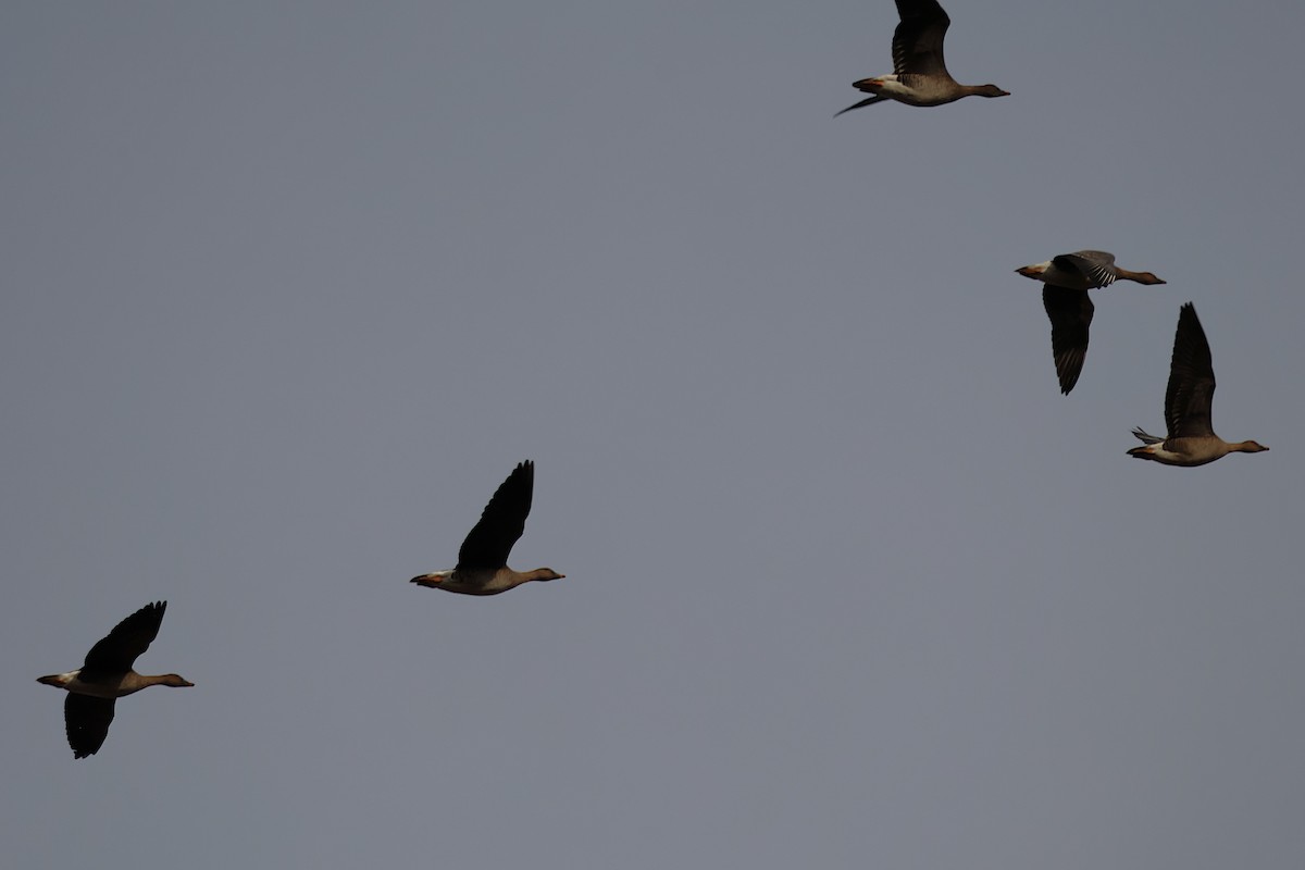 Tundrasaatgans - ML647418044