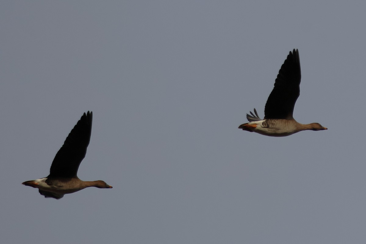 Tundrasaatgans - ML647418056