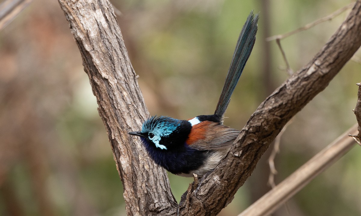 Red-winged Fairywren - ML647418059