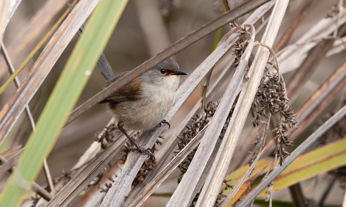 Red-winged Fairywren - ML647418060