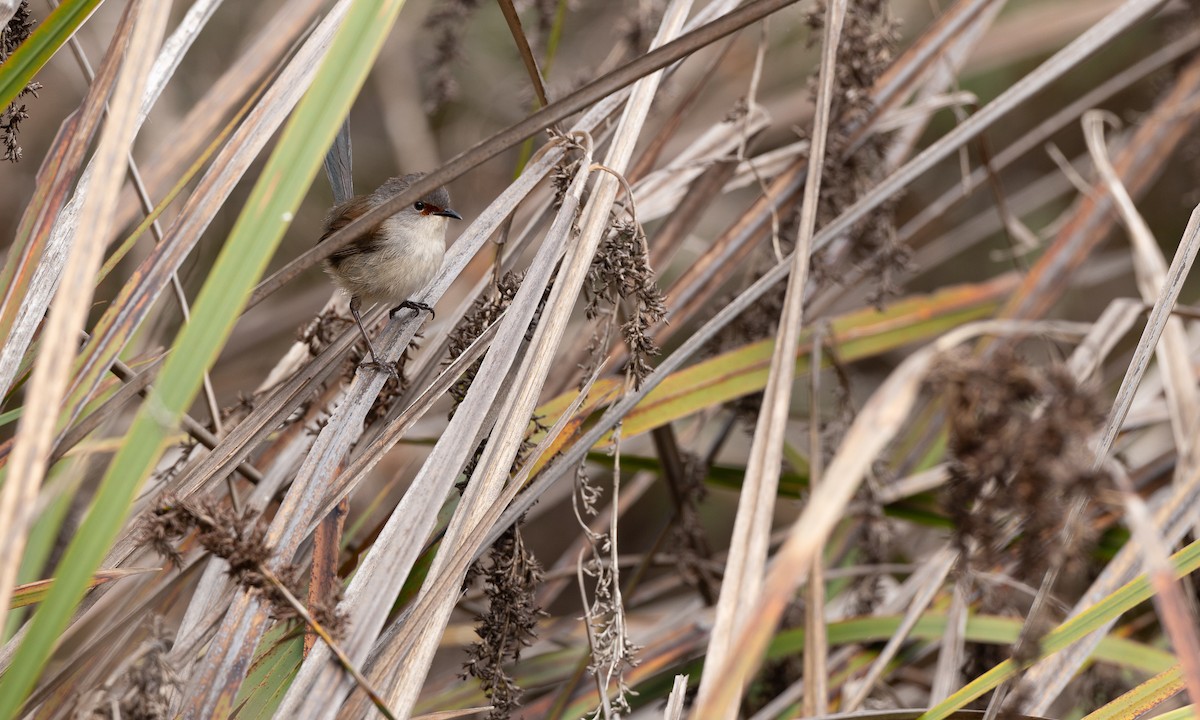 Red-winged Fairywren - ML647418061