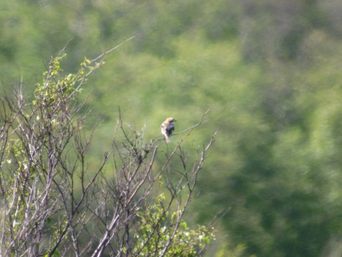 Woodchat Shrike - ML647418064