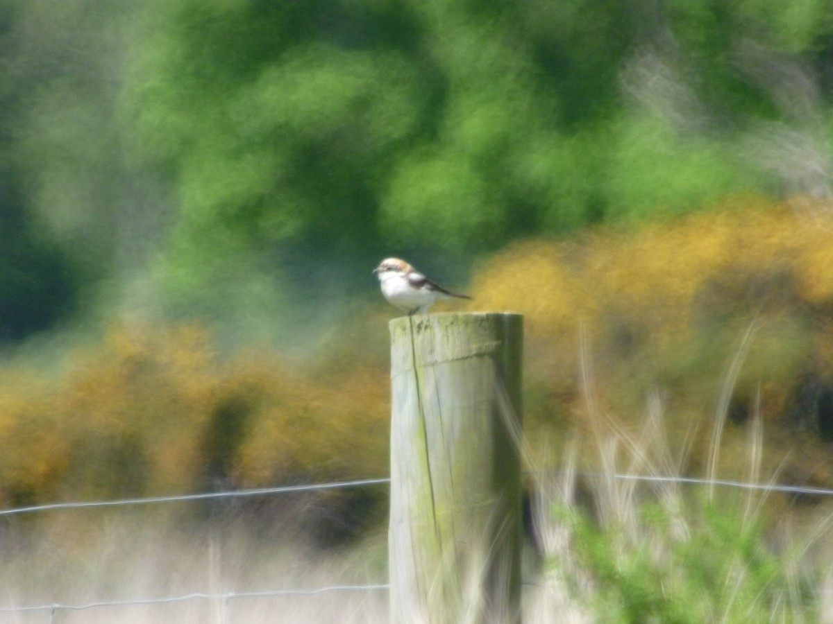 Woodchat Shrike - ML647418065