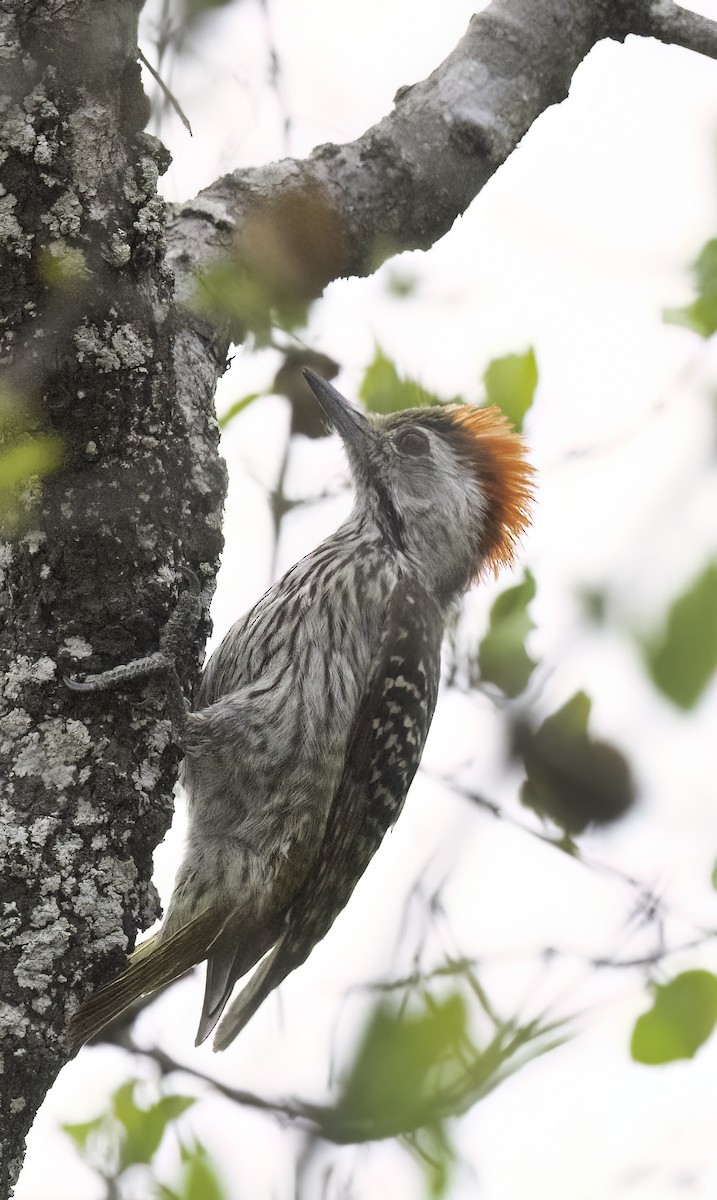 Pito Cardenal - ML647418071