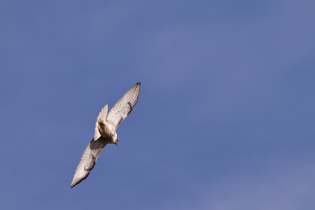 Rotschwanzbussard (borealis) - ML647418073