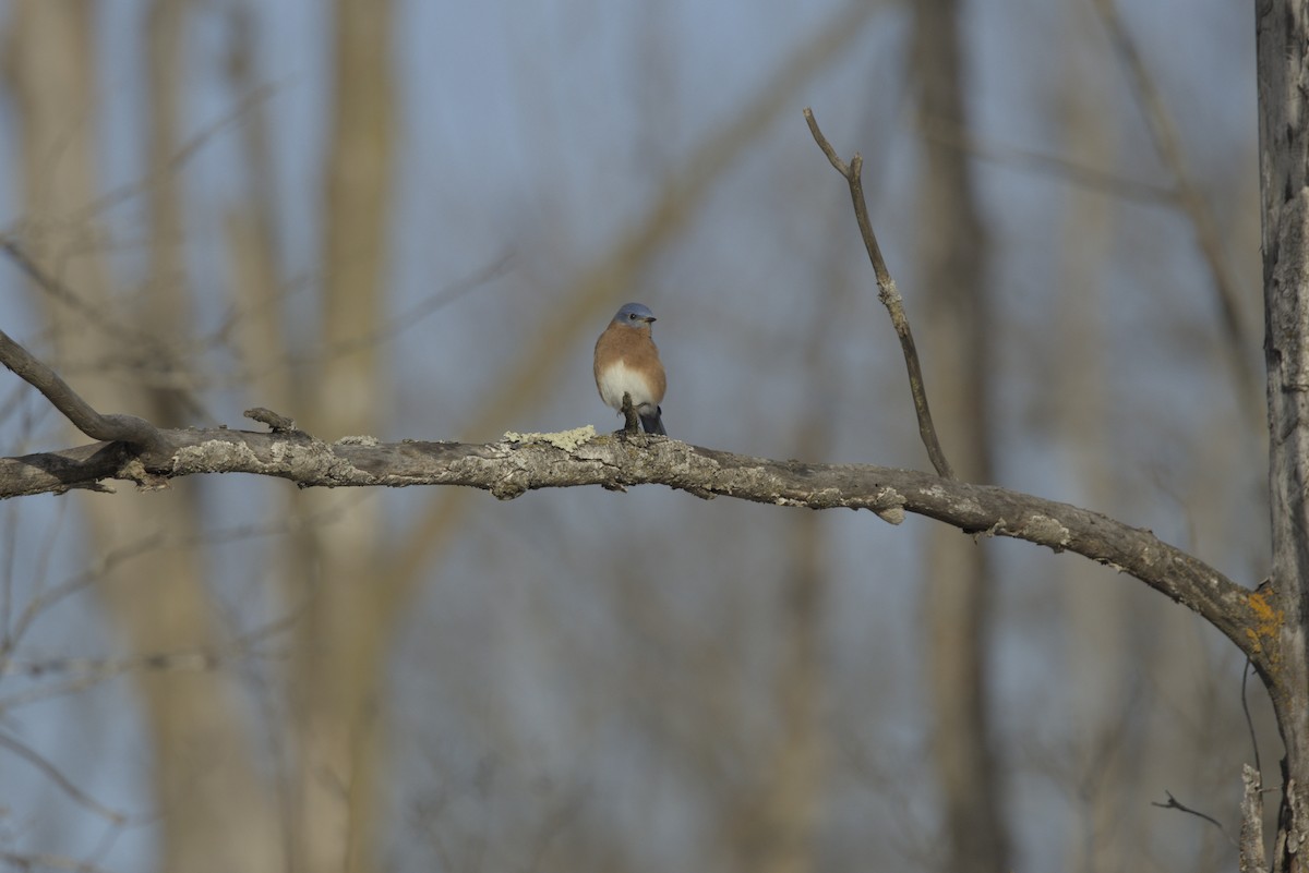 Eastern Bluebird - ML647418076