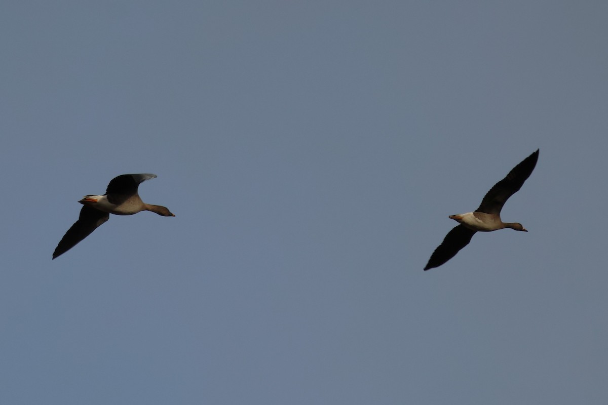 Tundrasaatgans - ML647418079