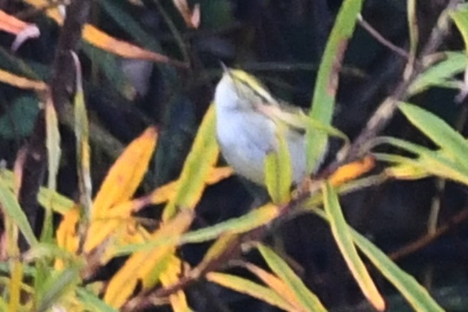 עלווית מלכילונית - ML647418095