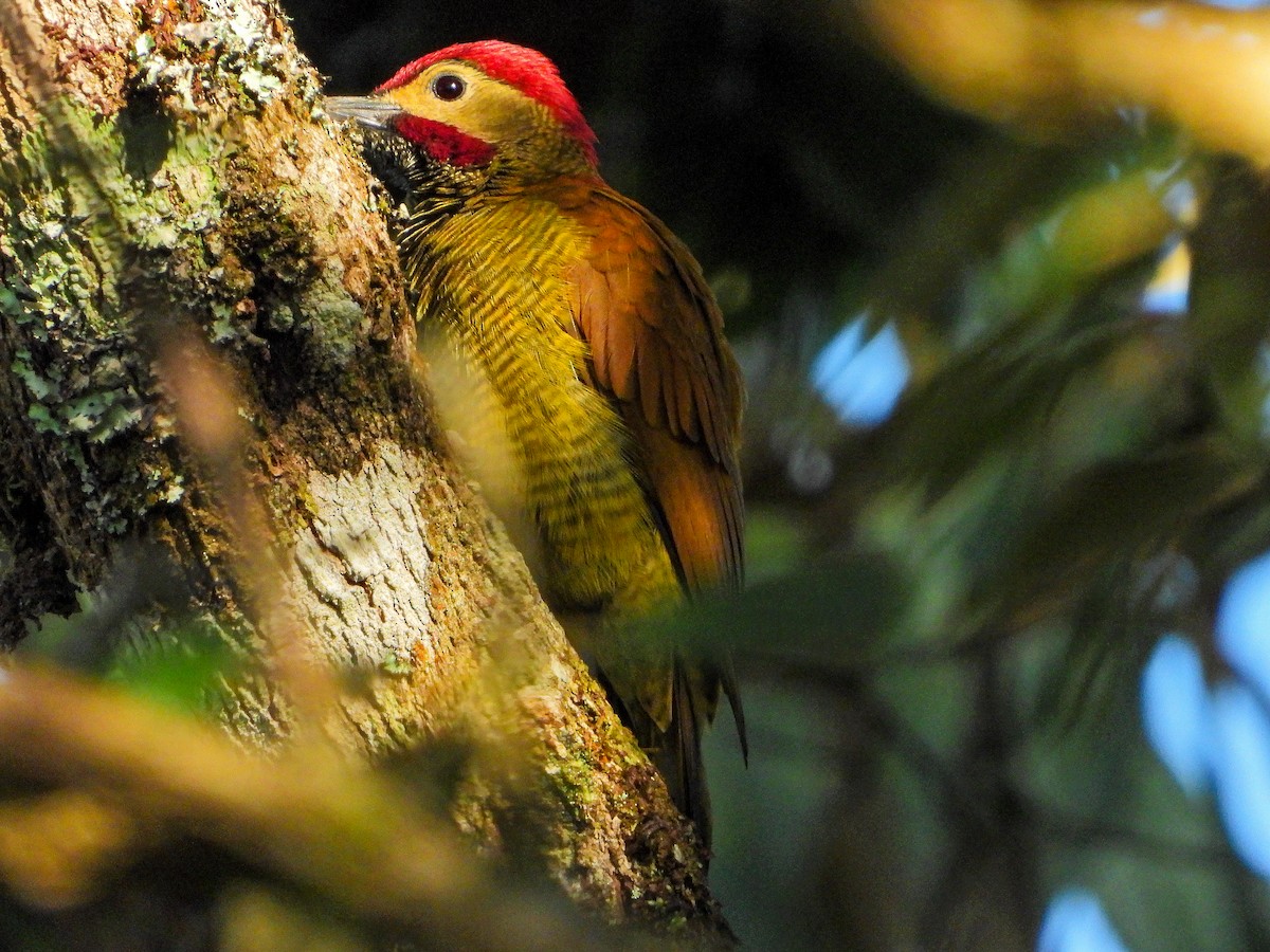 Golden-olive Woodpecker - ML647418096