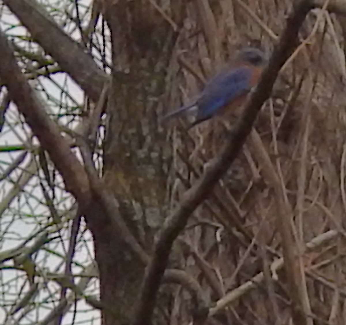 Eastern Bluebird - ML647418122