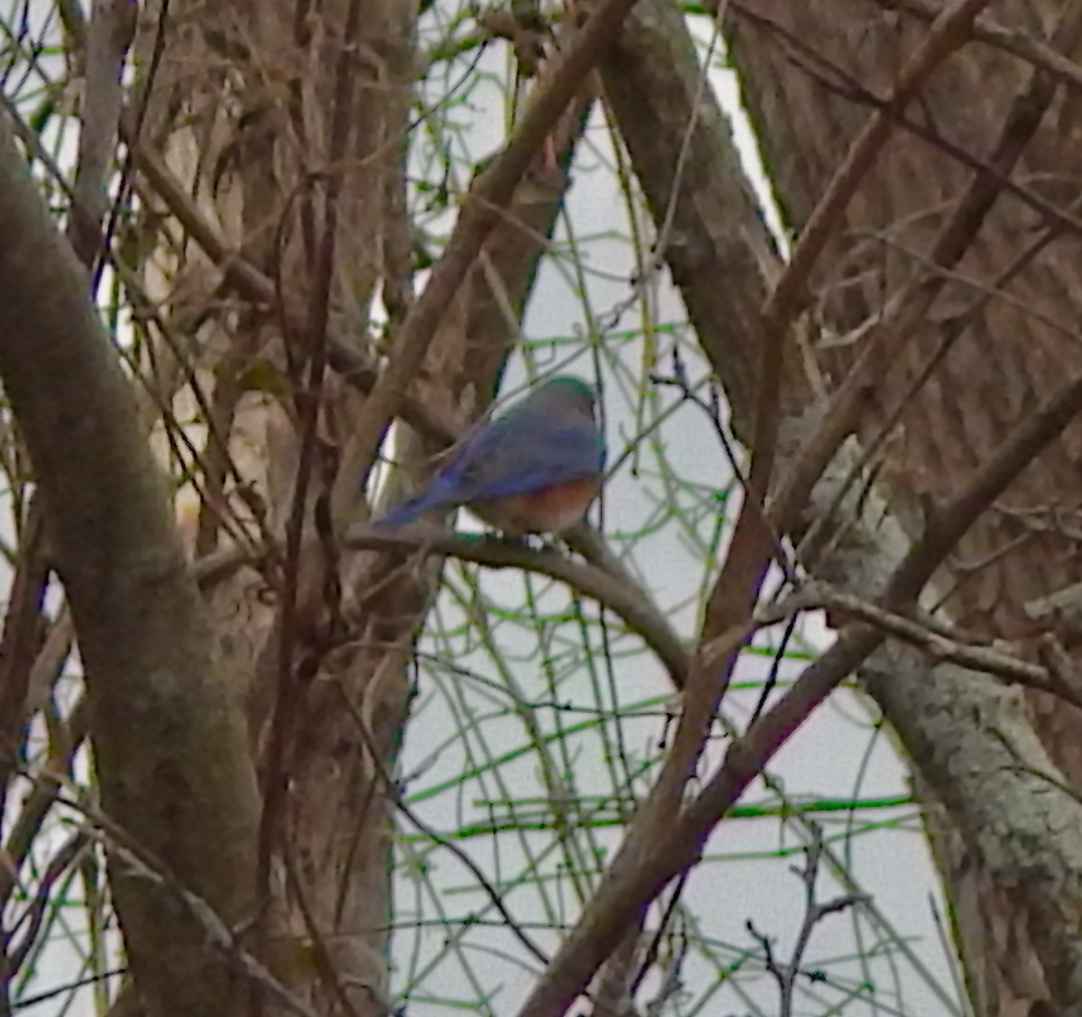 Eastern Bluebird - ML647418123