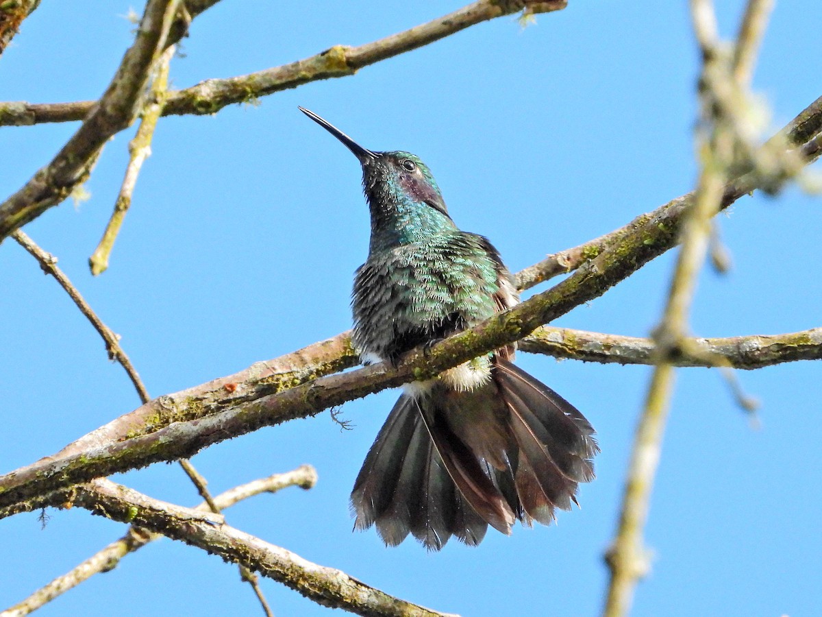 Lesser Violetear - ML647418125