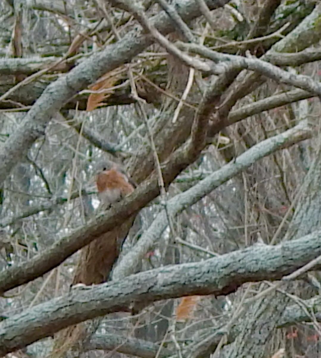 Eastern Bluebird - ML647418136