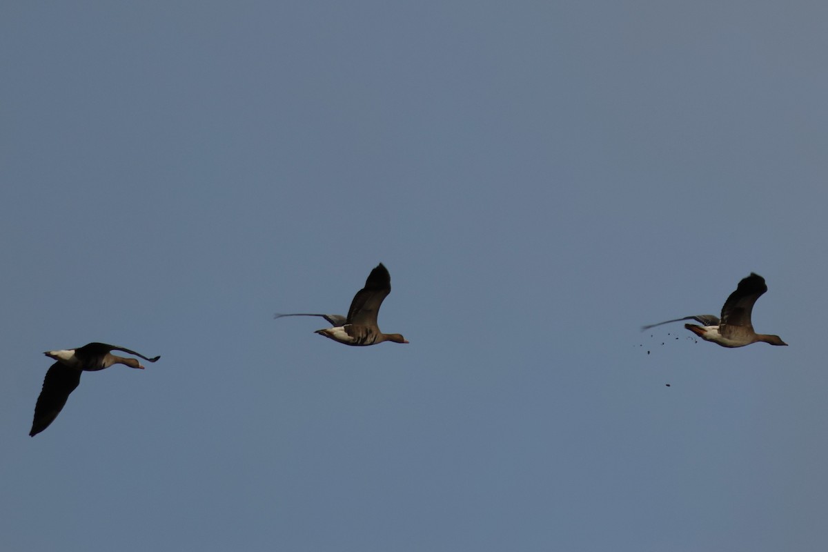 Blässgans - ML647418148