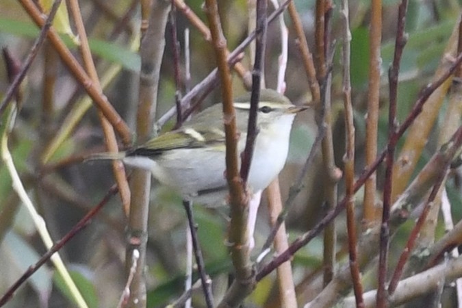 עלווית צהובת-גבות - ML647418149