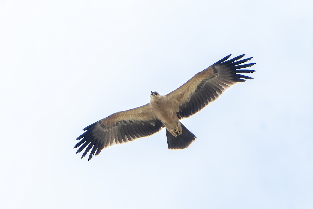 Tawny Eagle - ML647418150