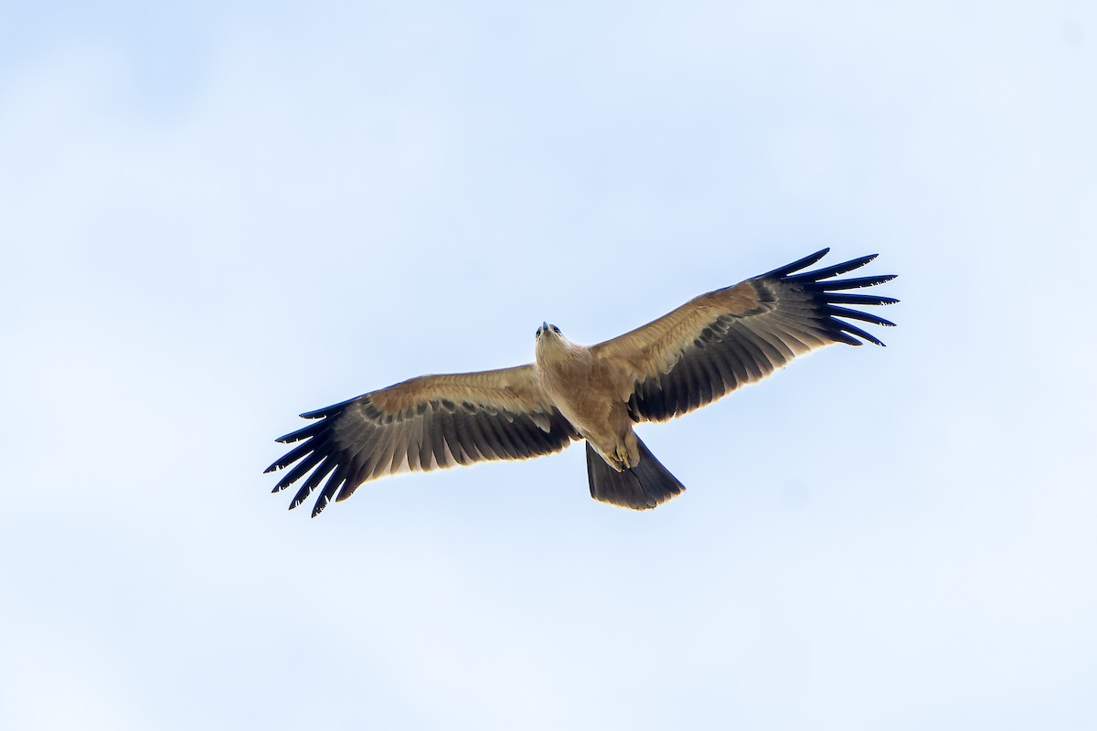 Tawny Eagle - ML647418151