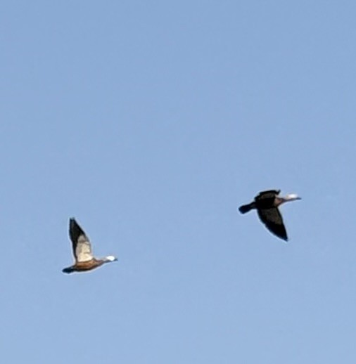 Ruddy Shelduck - ML647418153