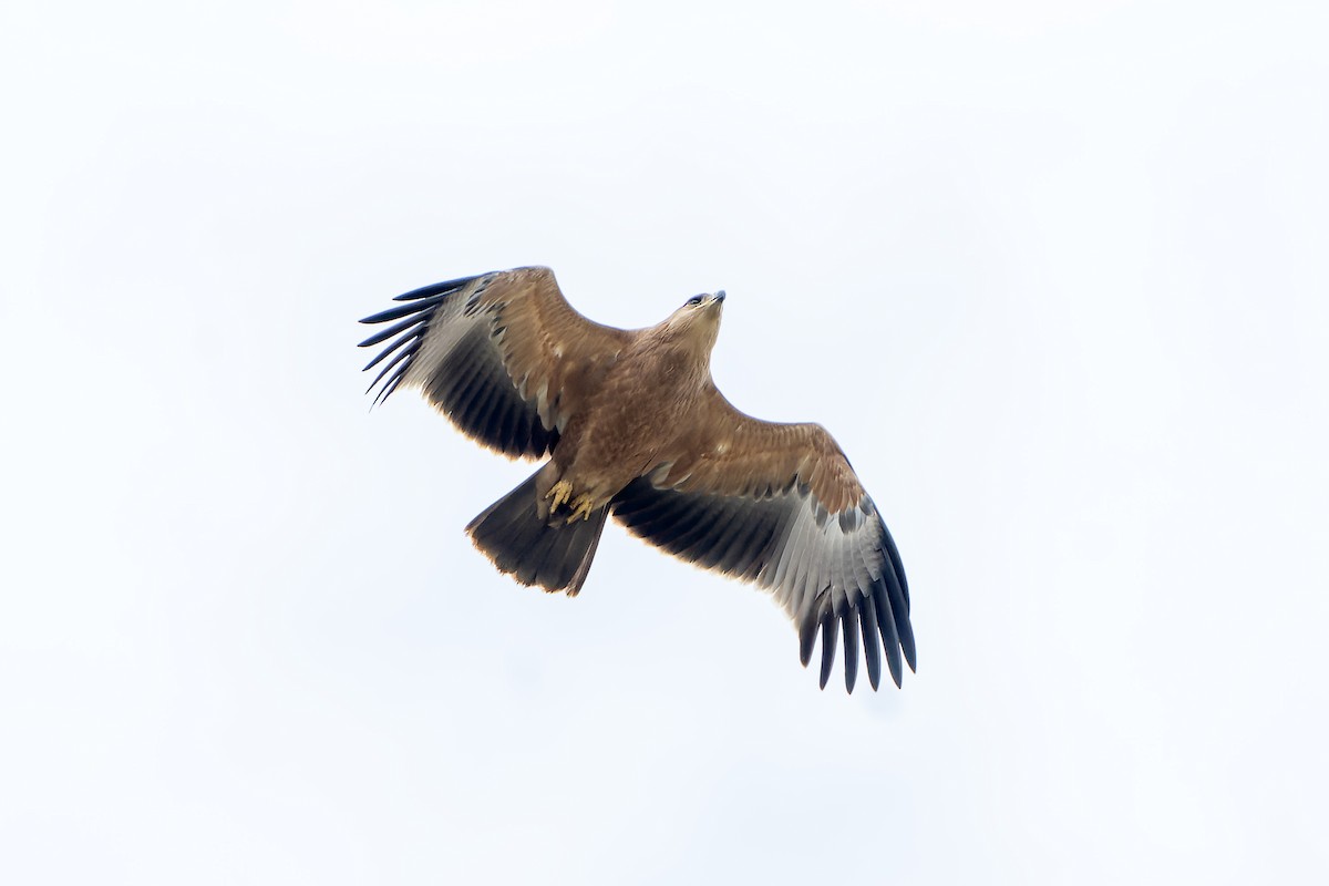 Tawny Eagle - ML647418156