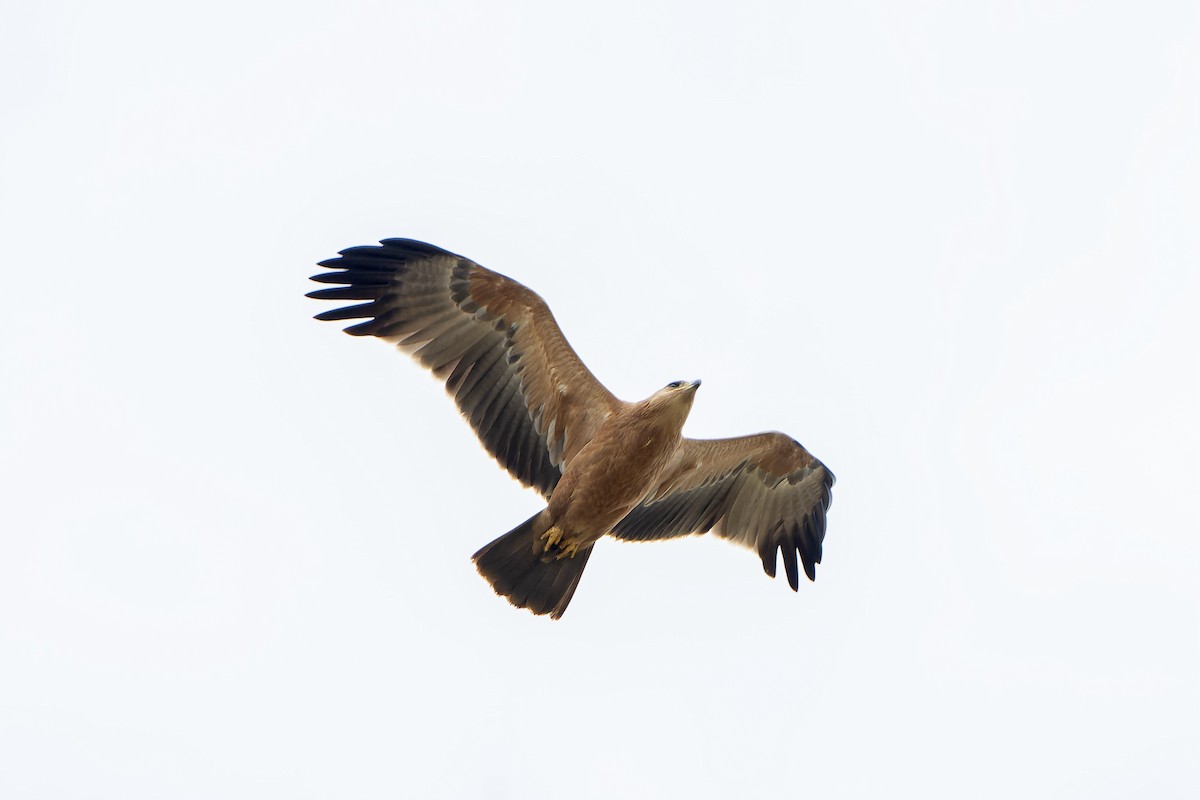 Tawny Eagle - ML647418157