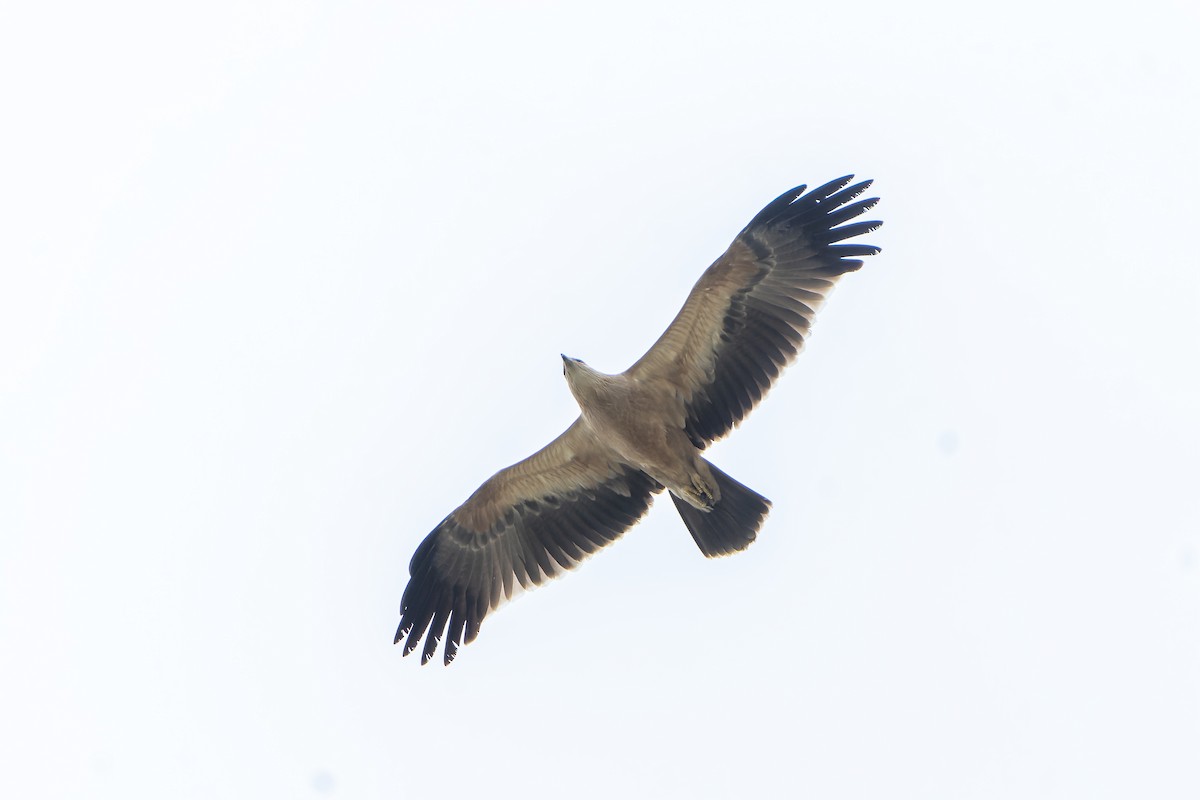 Tawny Eagle - ML647418158