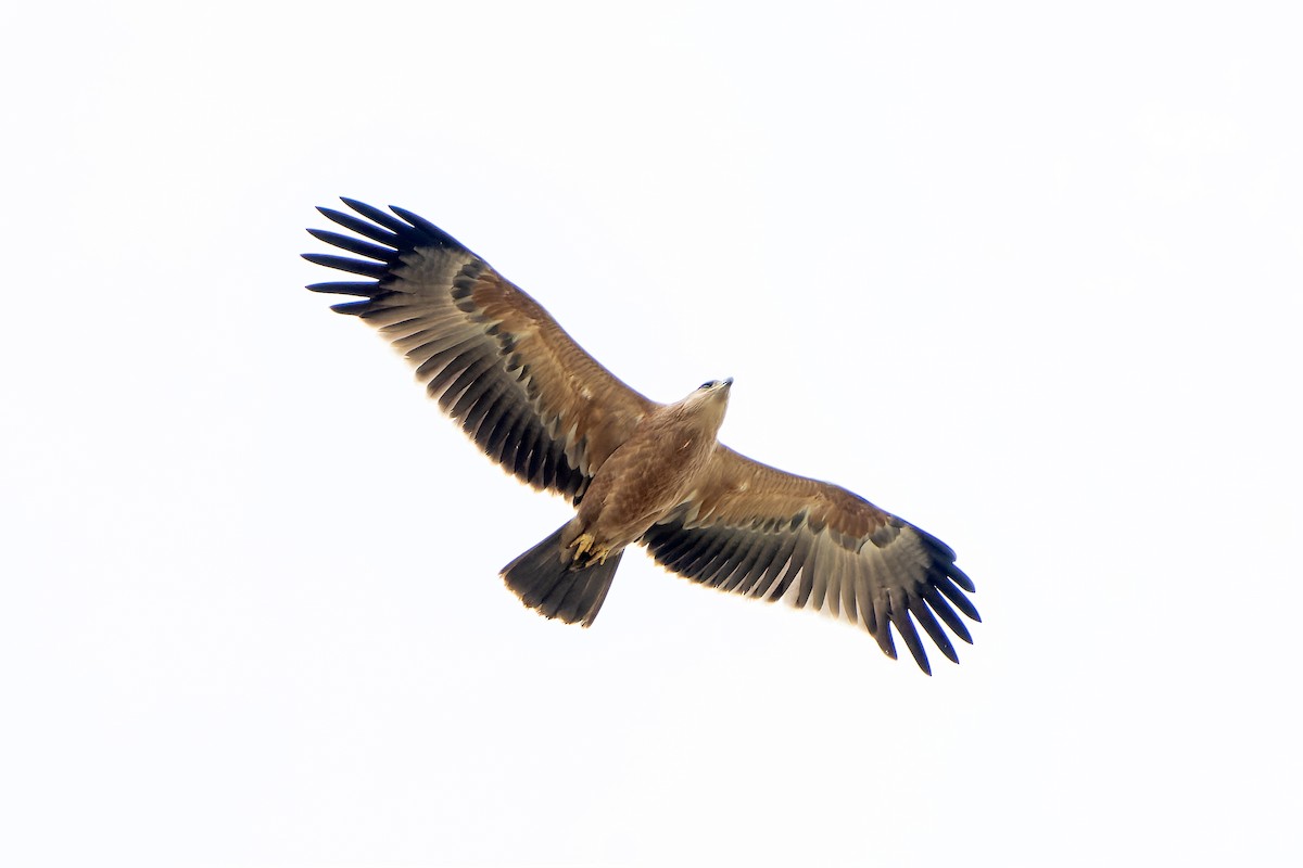 Tawny Eagle - ML647418159