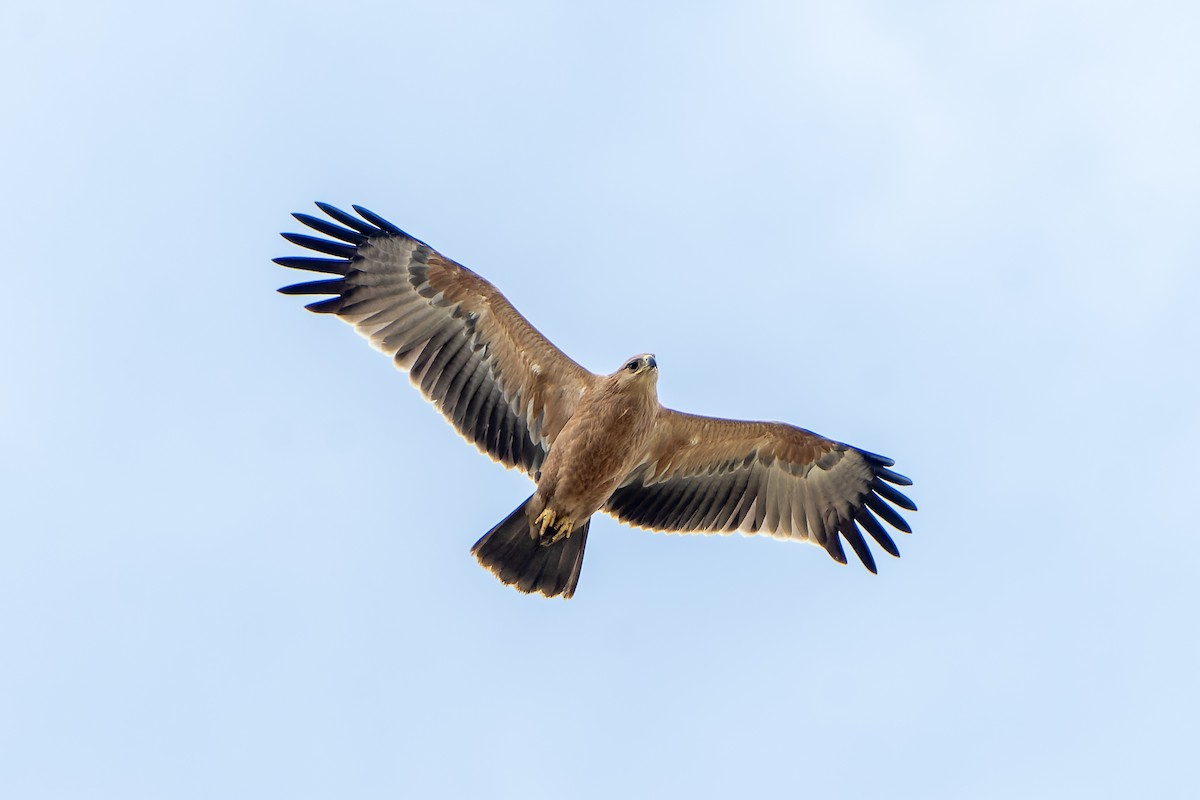 Tawny Eagle - ML647418160